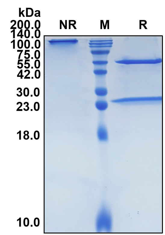 (Denosumab)Biosimilar Reference Antibody-GS40177