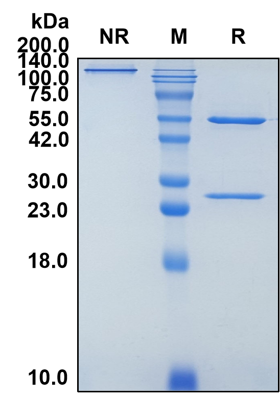 (Depatuxizumab)Biosimilar Reference Antibody-GS40178
