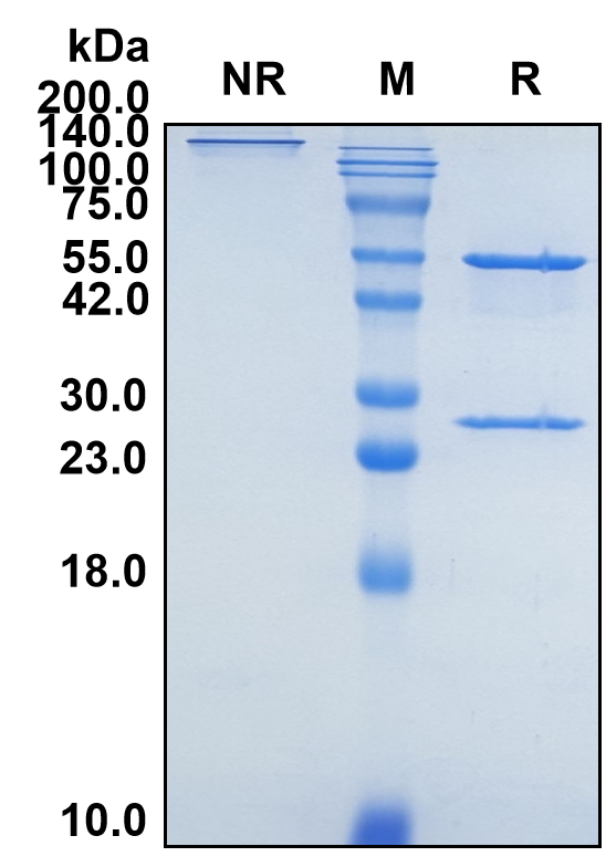 (Depemokimab)Biosimilar Reference Antibody-GS40179