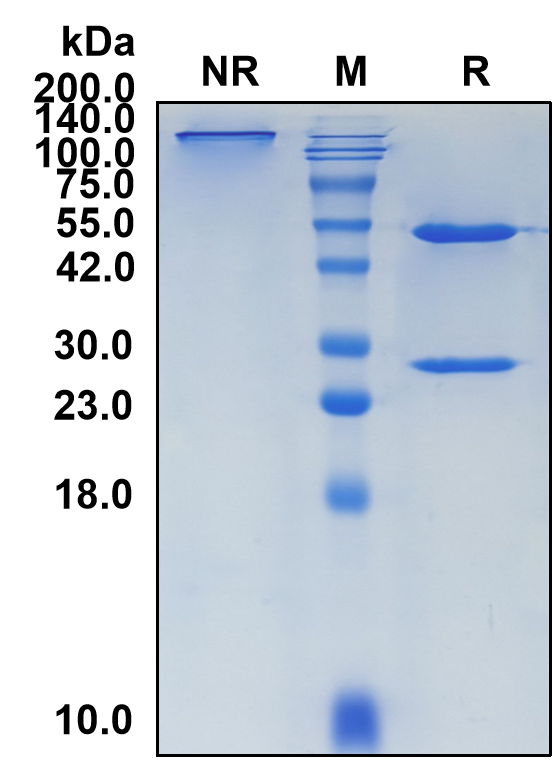 (Dinutuximab)Biosimilar Reference Antibody-GS40183