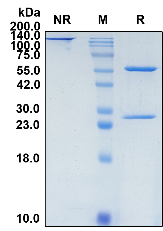 (Dezamizumab)Biosimilar Reference Antibody-GS40182
