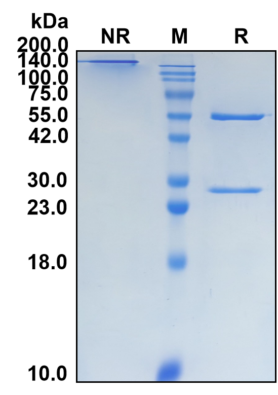 (Derlotuximab)Biosimilar Reference Antibody-GS40180