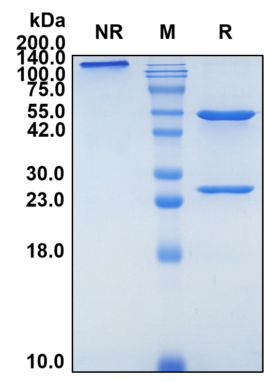 (Disitamab)Biosimilar Reference Antibody-GS40185
