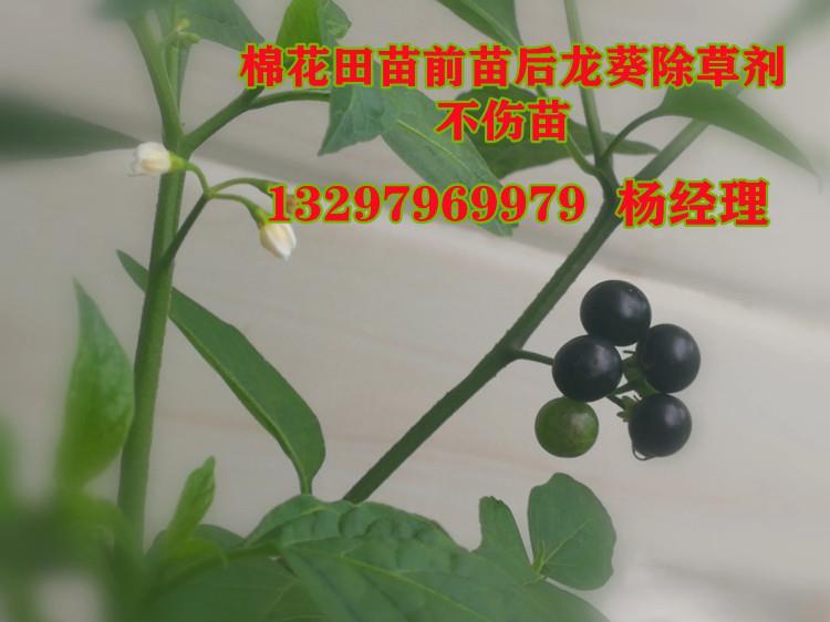 嘧硫草醚(龙葵)电话.jpg 嘧硫草醚(龙葵)电话.jpg