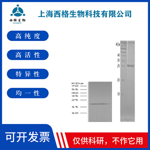 Recombinant Human HSF1