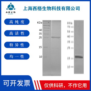 Recombinant Human Junctional Adhesion Molecule 1