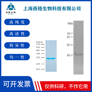 Recombinant Human IMPA1
