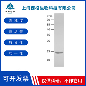 Recombinant Human ITPK1