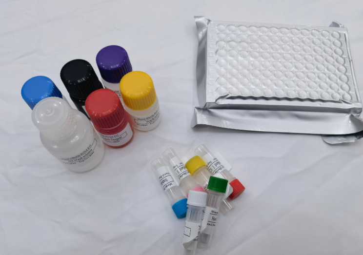 兔巨噬细胞炎症蛋白1β（MIP-1β；CCL4）elisa试剂盒