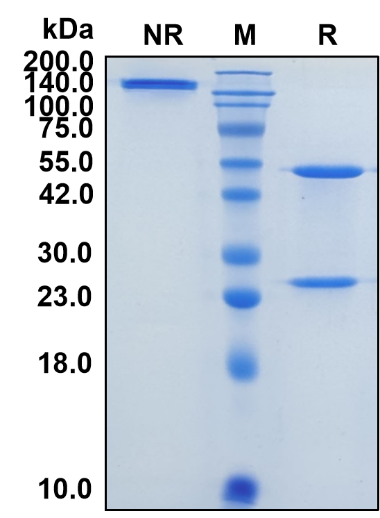 (Domagrozumab)Biosimilar Reference Antibody-GS40188