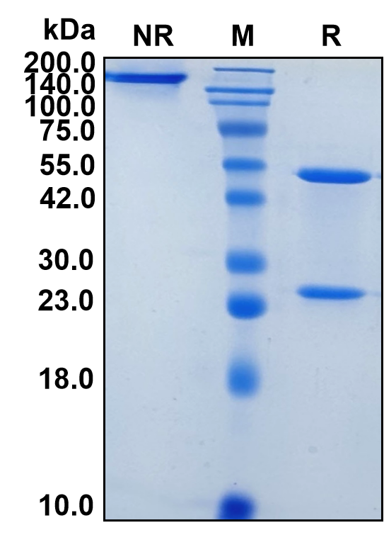 (Domvanalimab)Biosimilar Reference Antibody-GS40189