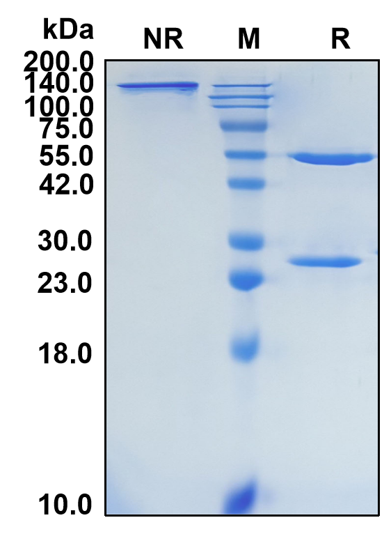 (Donanemab)Biosimilar Reference Antibody-GS40190