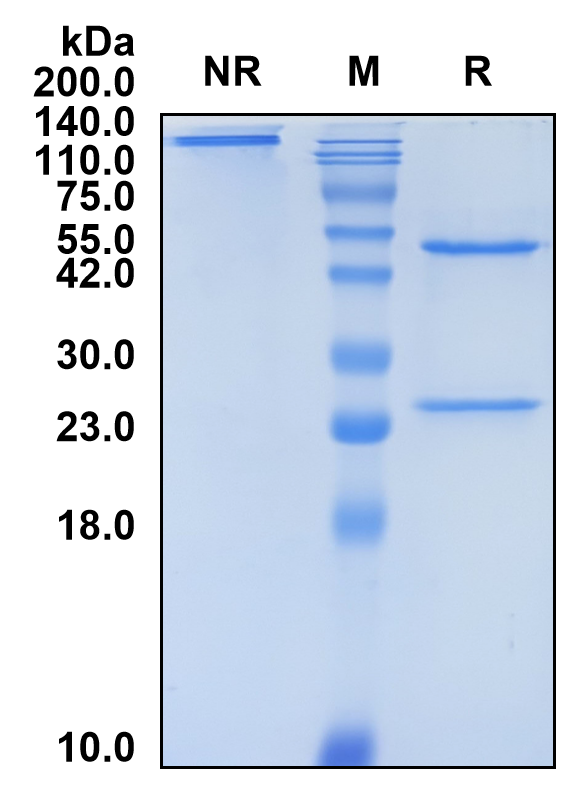 (Dostarlimab)Biosimilar Reference Antibody-GS40192