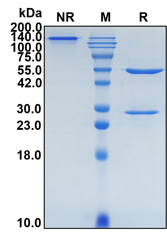 (Drozitumab)Biosimilar Reference Antibody-GS40195