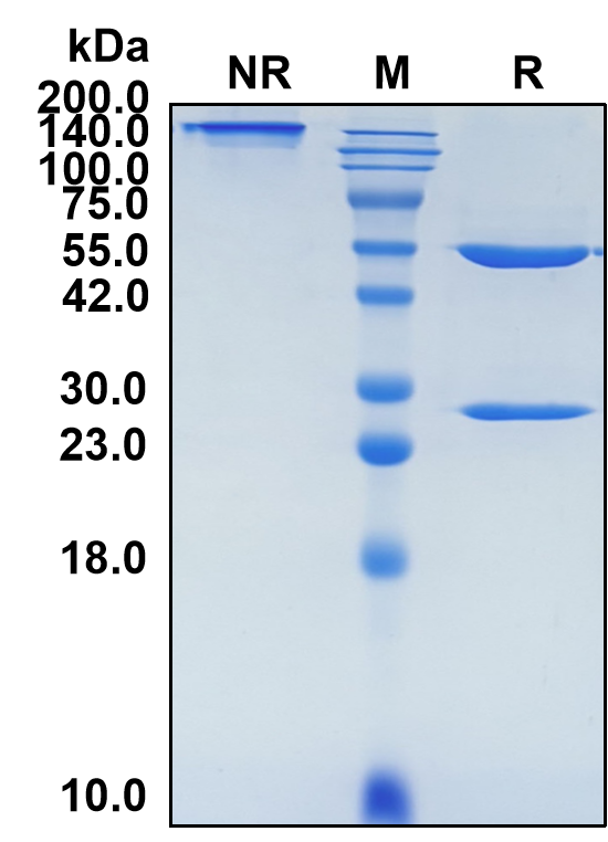 (Duligotuzumab)Biosimilar Reference Antibody-GS40196