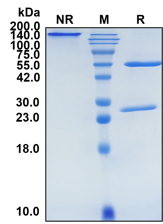 (Durvalumab)Biosimilar Reference Antibody-GS40198