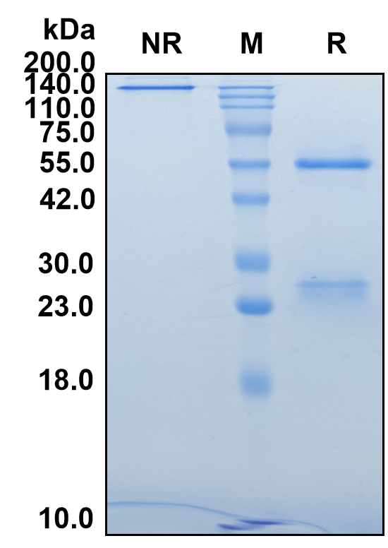(Dusigitumab)Biosimilar Reference Antibody-GS40199