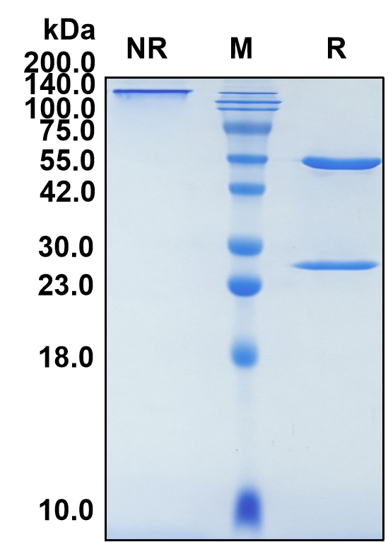 (Ebdarokimab)Biosimilar Reference Antibody-GS40201