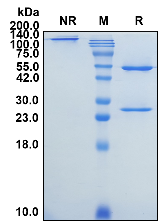 (Efalizumab)Biosimilar Reference Antibody-GS40209