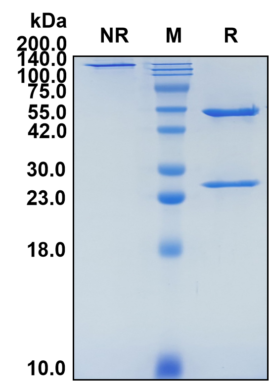 (Elgemtumab)Biosimilar Reference Antibody-GS40214