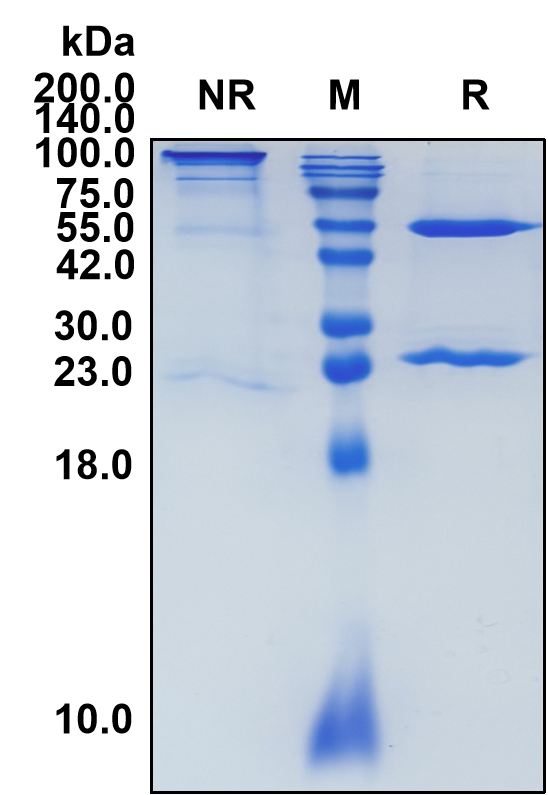 (Elotuzumab)Biosimilar Reference Antibody-GS40216