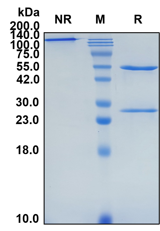 (Emapalumab)Biosimilar Reference Antibody-GS40219