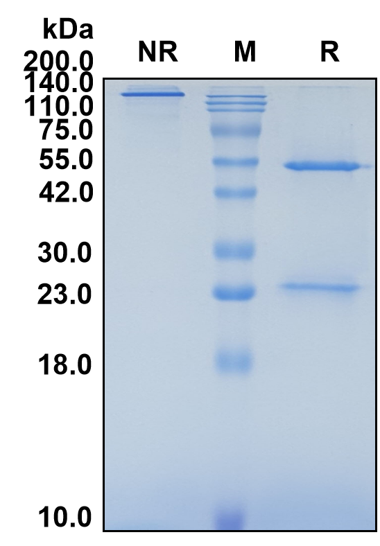 (Emibetuzumab)Biosimilar Reference Antibody-GS40220