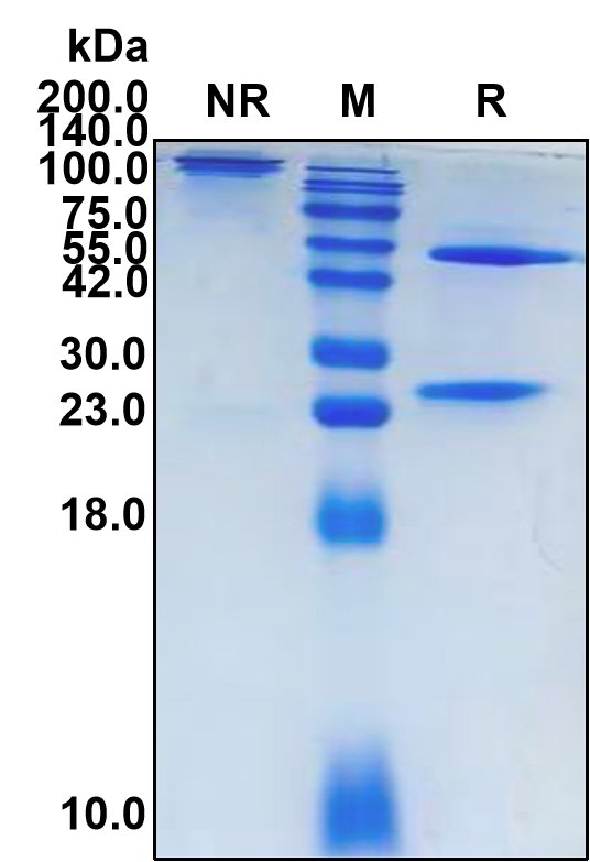 (Enavatuzumab)Biosimilar Reference Antibody-GS40223