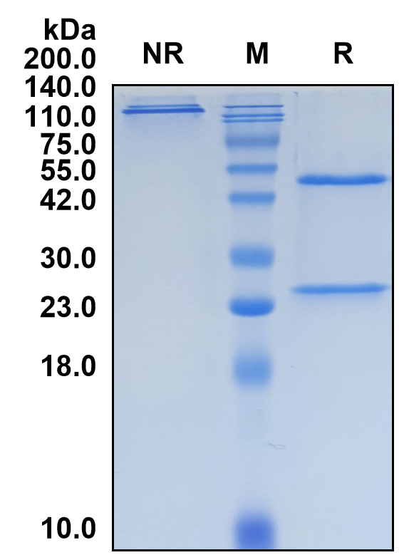 (Encelimab)Biosimilar Reference Antibody-GS40224