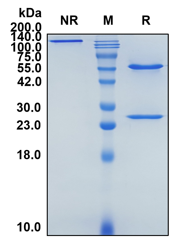 (Enibarcimab)Biosimilar Reference Antibody-GS40227