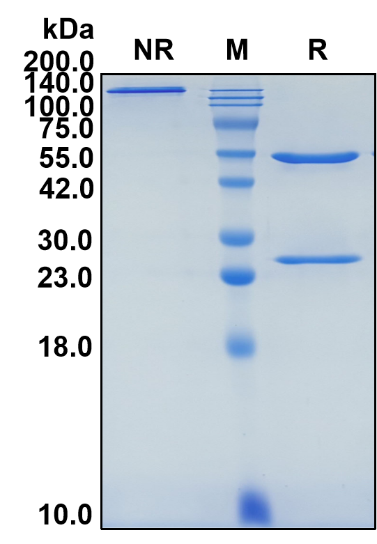 (Emactuzumab)Biosimilar Reference Antibody-GS40218