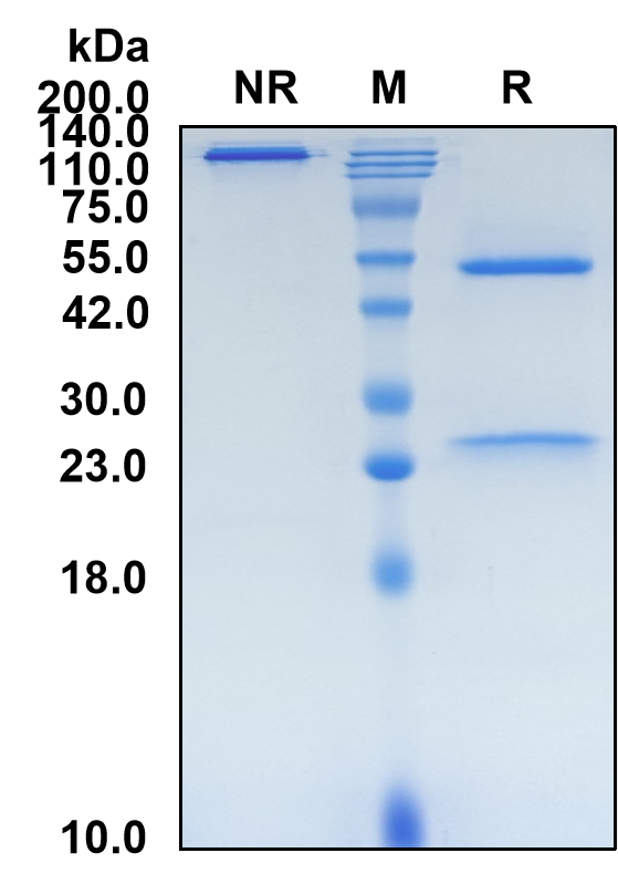 (Pritumumab)Biosimilar Reference Antibody-GS40570
