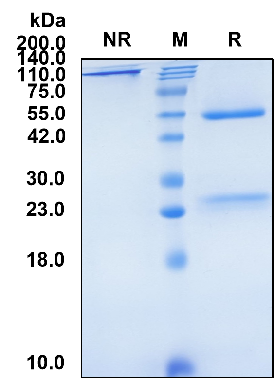 (Quavonlimab)Biosimilar Reference Antibody-GS40575