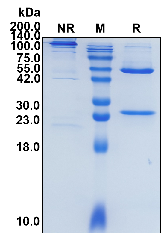 (Enoblituzumab)Biosimilar Reference Antibody-GS40229