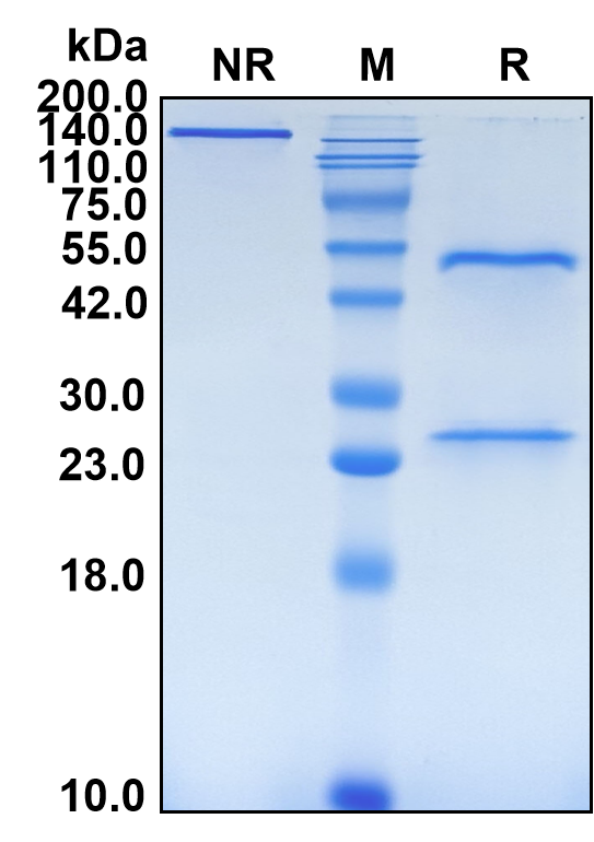 (Quetmolimab)Biosimilar Reference Antibody-GS40576