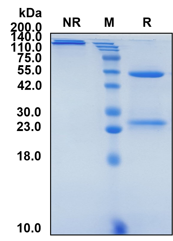 (Quilizumab)Biosimilar Reference Antibody-GS40577