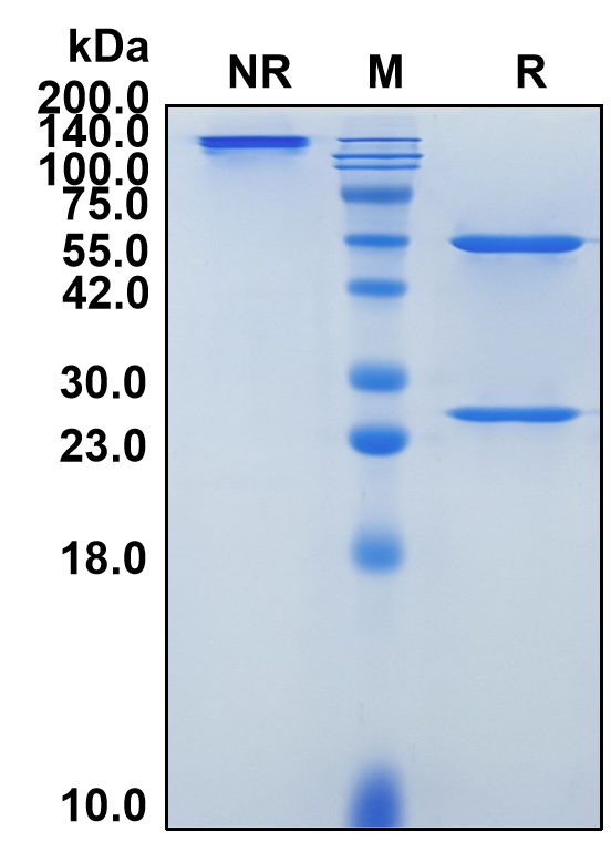 (Enokizumab)Biosimilar Reference Antibody-GS40230