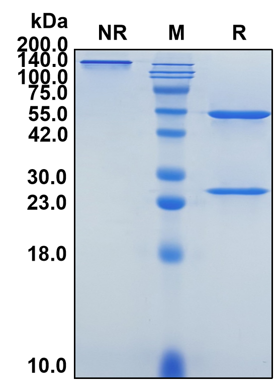 (Enoticumab)Biosimilar Reference Antibody-GS40231