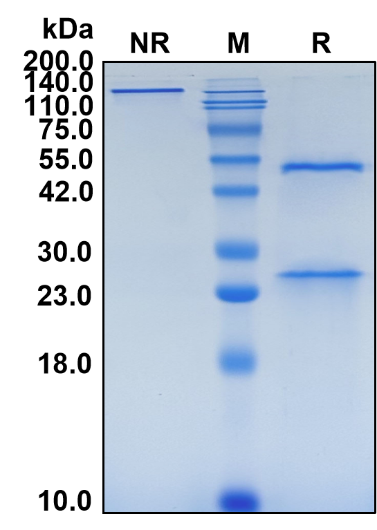 (Ralpancizumab)Biosimilar Reference Antibody-GS40584