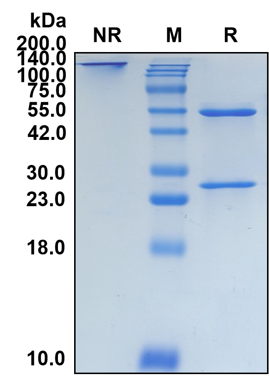 (Epratuzumab)Biosimilar Reference Antibody-GS40236
