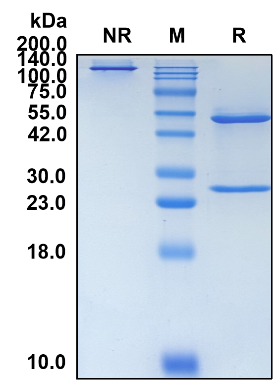(Eptinezumab)Biosimilar Reference Antibody-GS40237