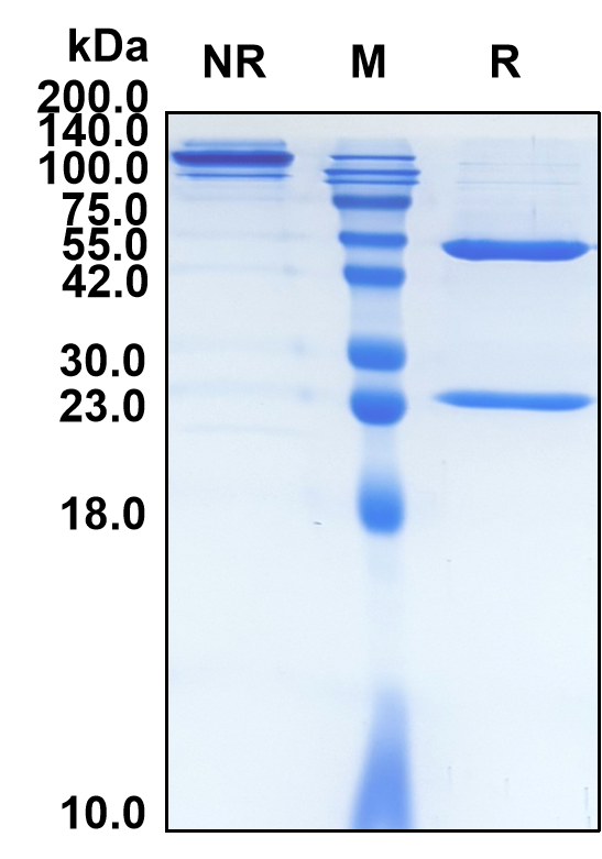 (Ramucirumab)Biosimilar Reference Antibody-GS40587