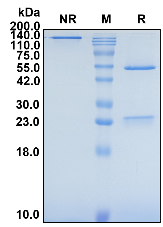 (Erenumab)Biosimilar Reference Antibody-GS40239