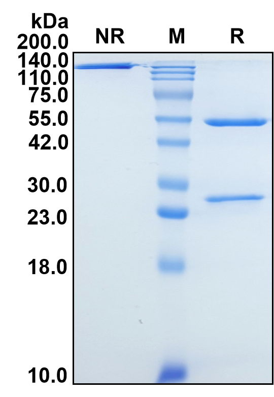 (Refanezumab)Biosimilar Reference Antibody-GS40593