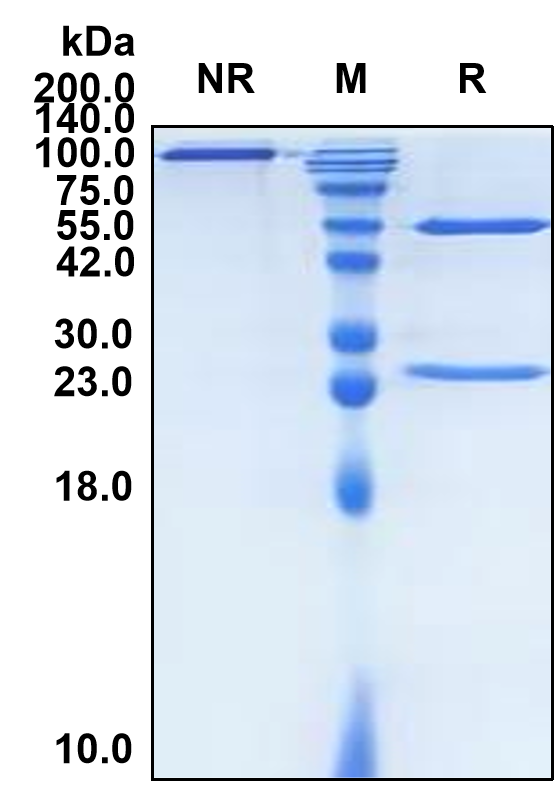 (Relatlimab)Biosimilar Reference Antibody-GS40596