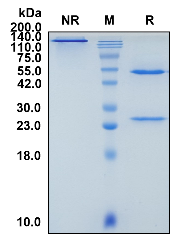 (Fresolimumab)Biosimilar Reference Antibody-GS40279