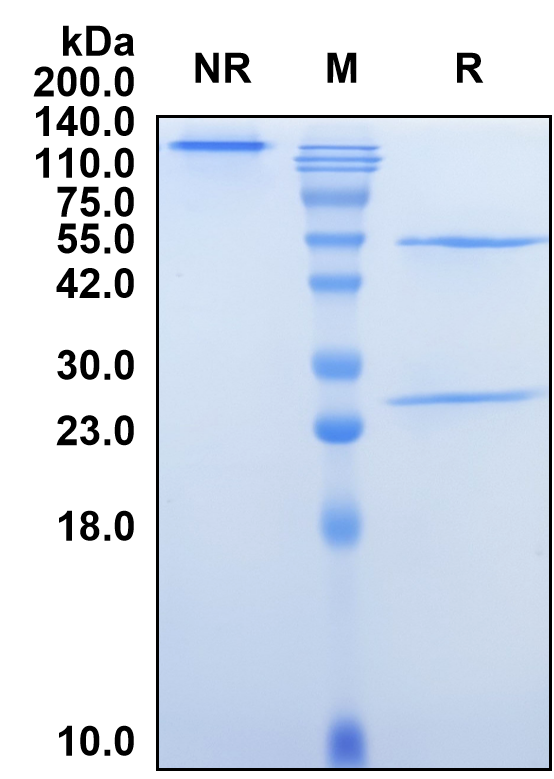 (Fasinumab)Biosimilar Reference Antibody-GS40259