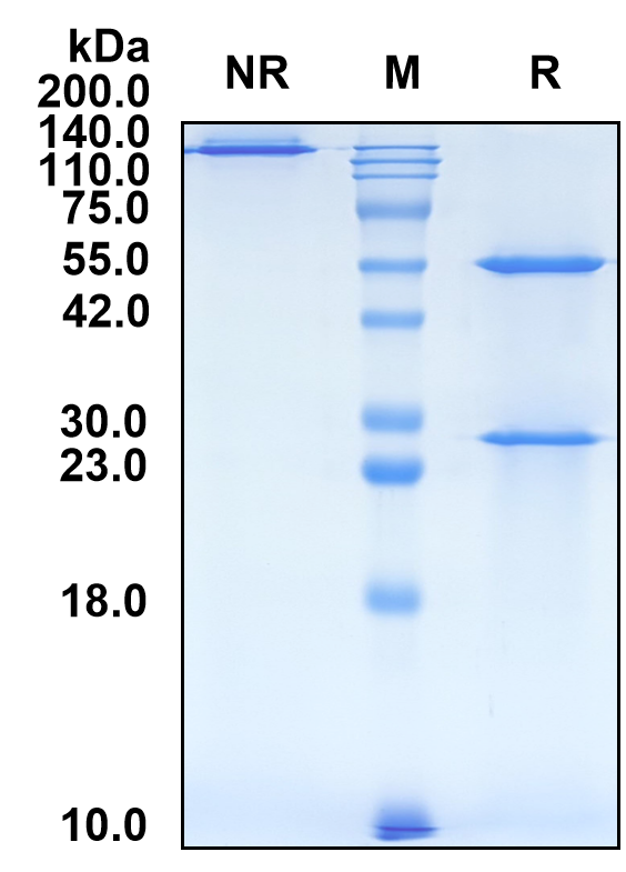 (Retifanlimab)Biosimilar Reference Antibody-GS40602