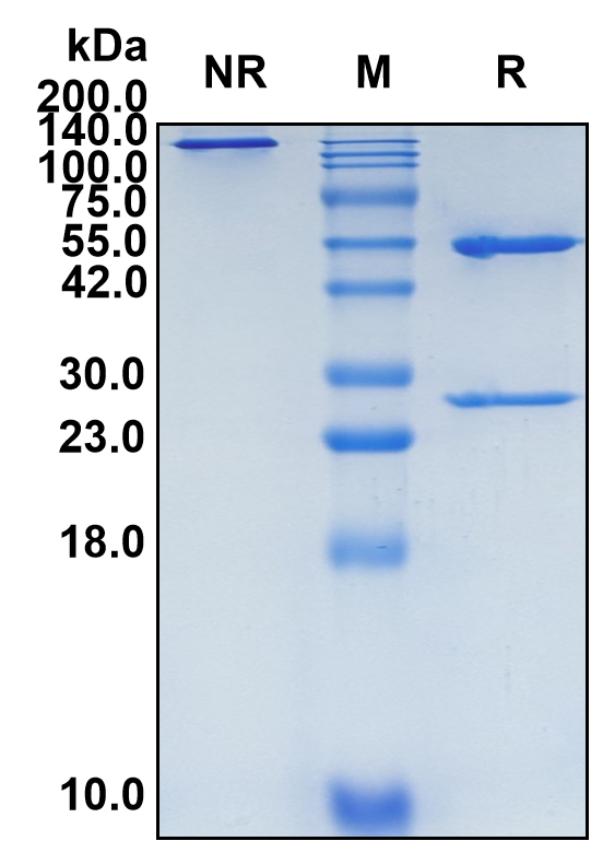 (Fezakinumab)Biosimilar Reference Antibody-GS40264