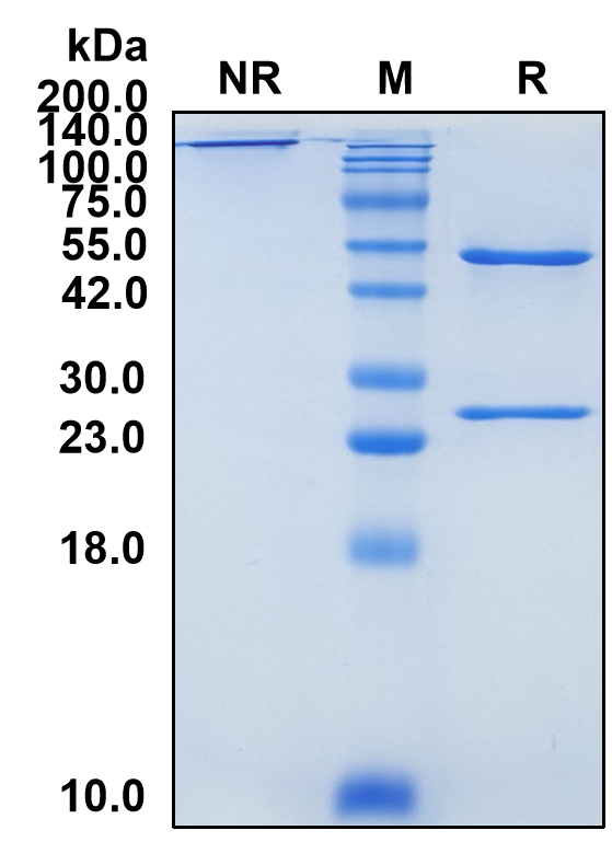 (Flanvotumab)Biosimilar Reference Antibody-GS40272